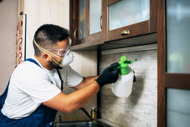 Wasp Removal Services in Jackson, MI