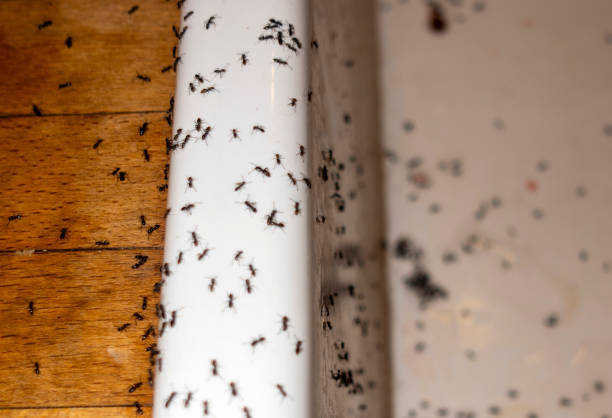 Best Emergency Pest Control  in Jackson, MI